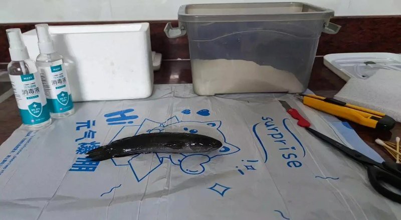 龍魚標本制作需要多長時間？【荷花不在夏天綻放,銀龍魚死了】