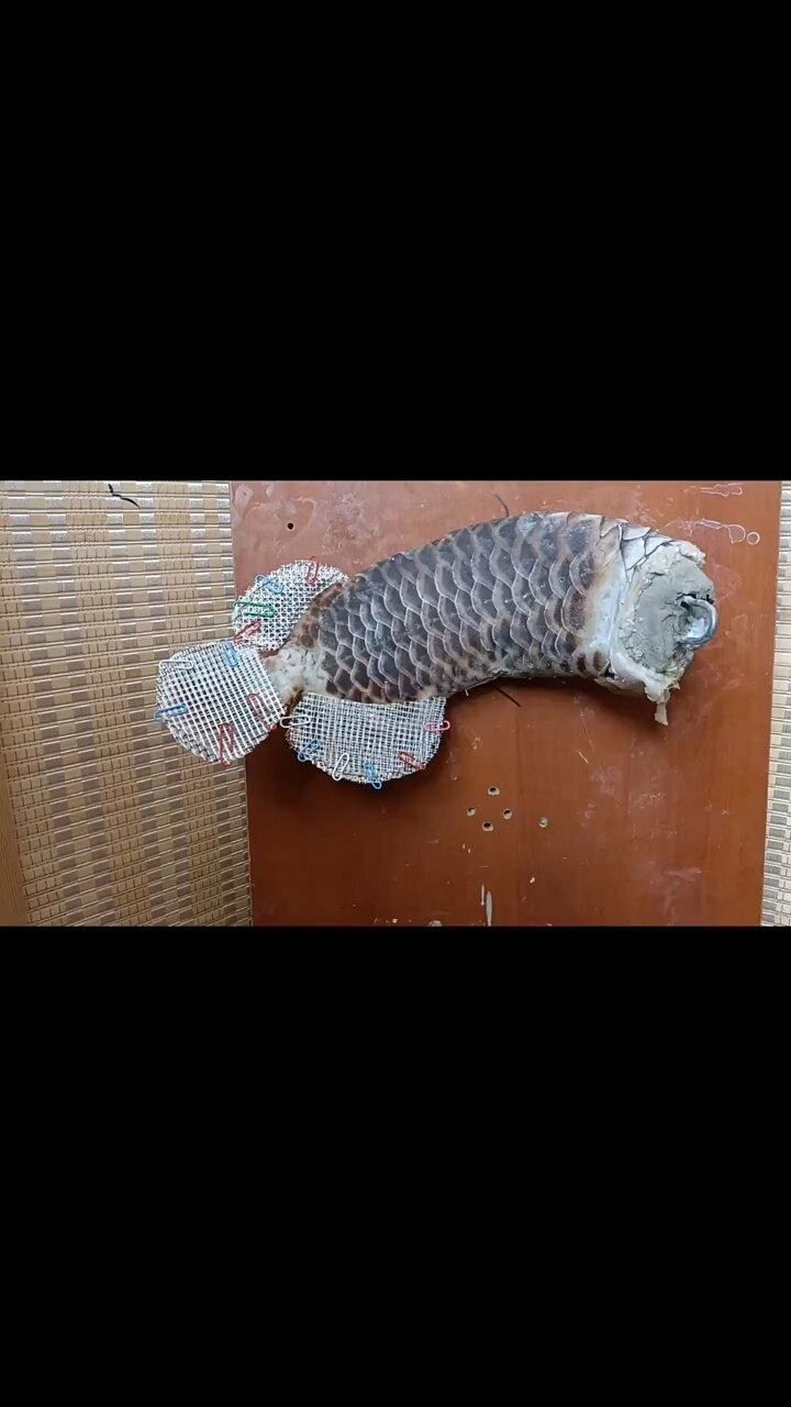 龍魚標本制作需要多長時間？【荷花不在夏天綻放,銀龍魚死了】