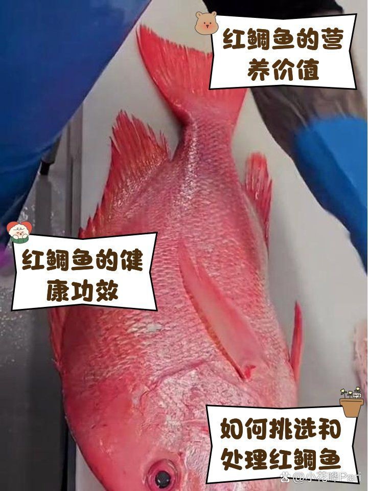 紅鯛魚【紅鯛魚的性別轉換機制】