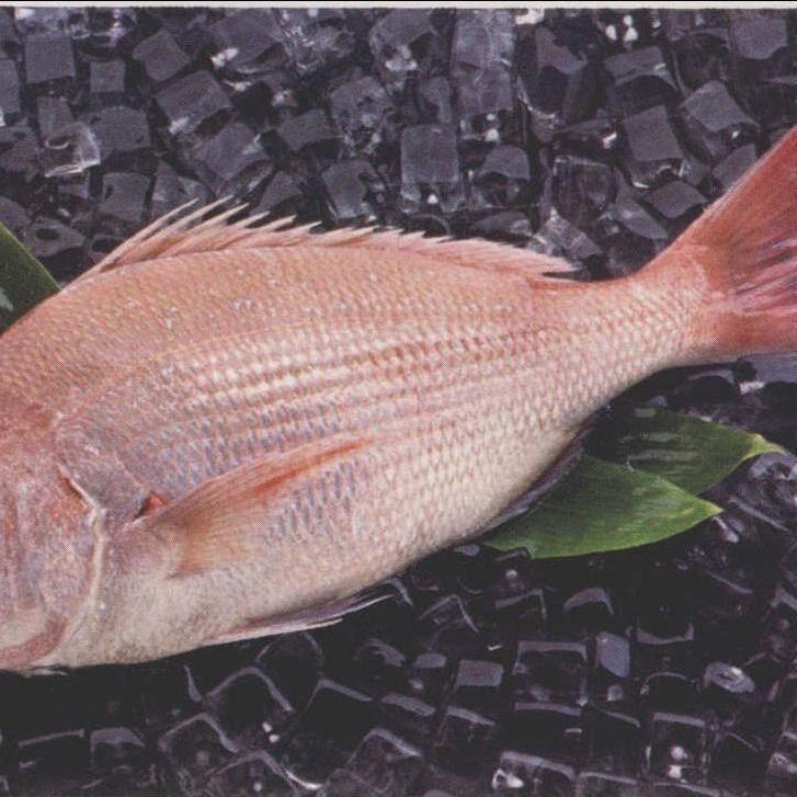 紅鯛魚【紅鯛魚的性別轉換機制】