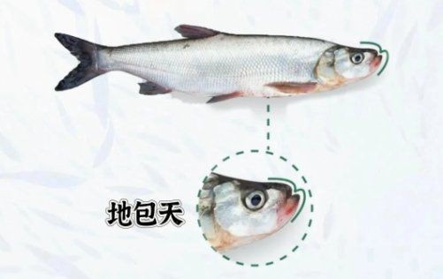 紅尾與翹嘴區(qū)別【紅尾與翹嘴在外形上存在差異可通過以下特征進行區(qū)分】