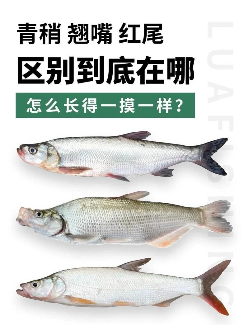 紅尾與翹嘴區(qū)別【紅尾與翹嘴在外形上存在差異可通過以下特征進行區(qū)分】