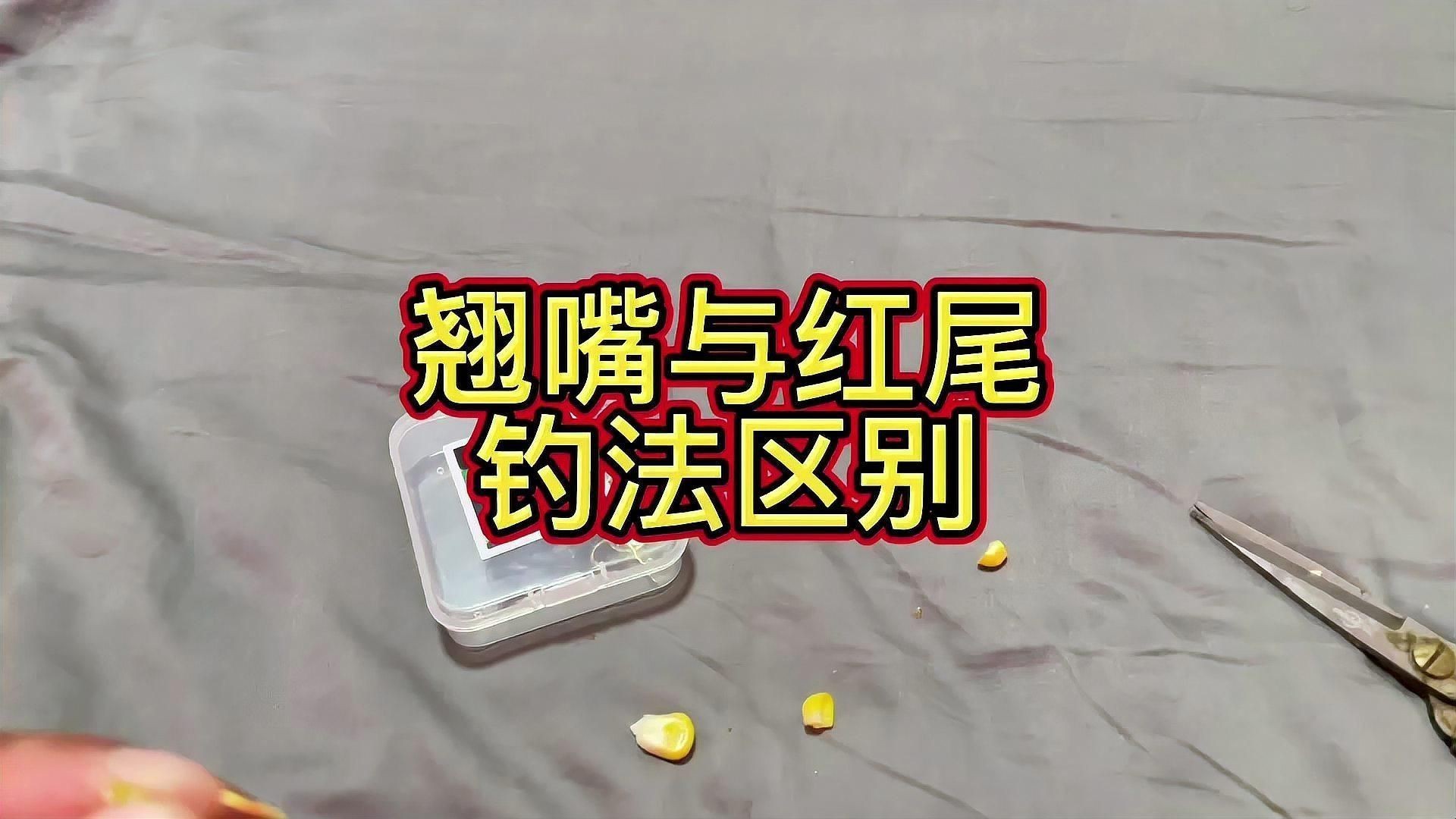 紅尾與翹嘴區(qū)別【紅尾與翹嘴在外形上存在差異可通過以下特征進行區(qū)分】