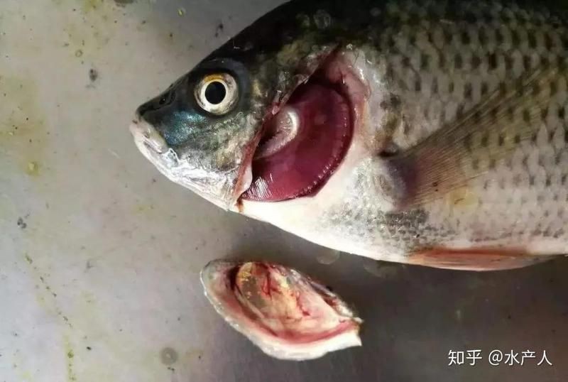 魚鰓蓋爛了多久會死【魚爛鰓病有什么特征】 魚鰓蓋爛了多久會死【魚爛鰓病有什么特征】 龍魚百科 第2張