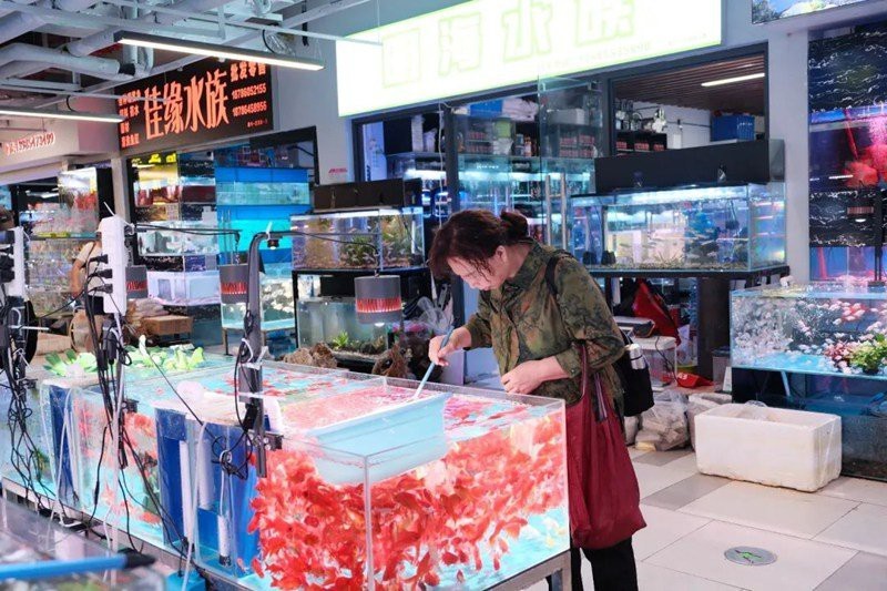 貴陽水族店【貴陽水族場所詳細介紹貴陽水族相關場所詳細介紹】