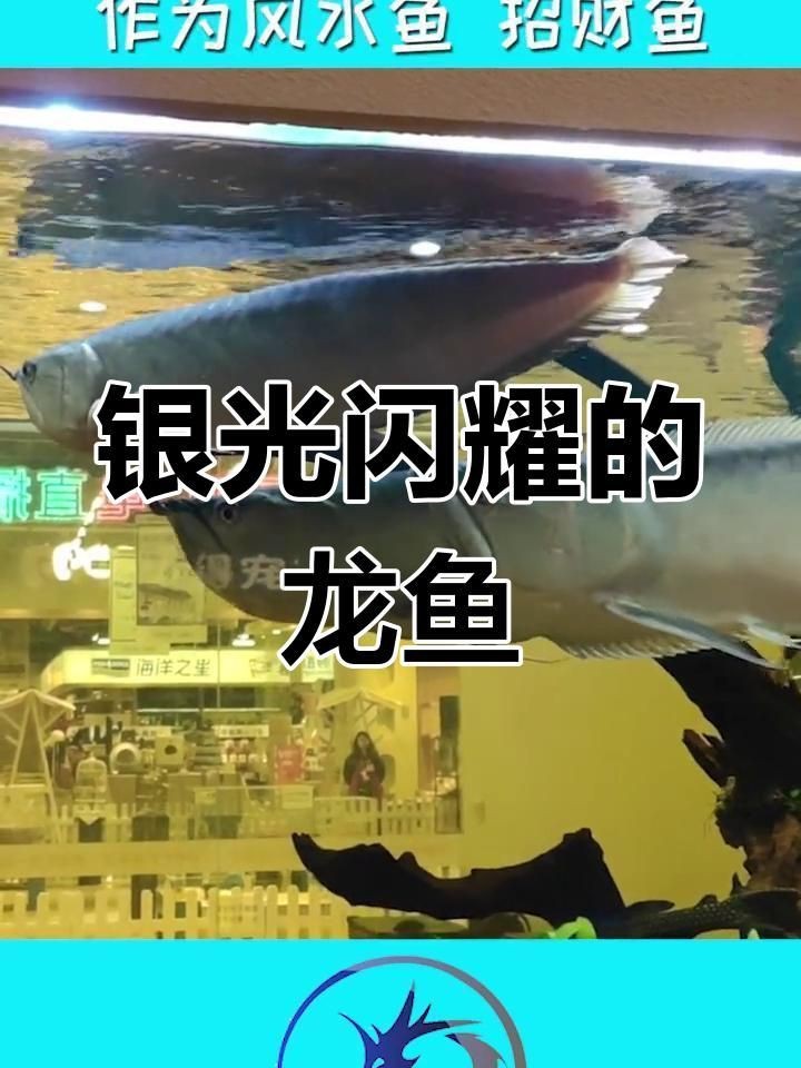 如何判斷銀龍魚的血統(tǒng)純正？【判斷銀龍魚血統(tǒng)是否純正需綜合以下特征和鑒別方法】
