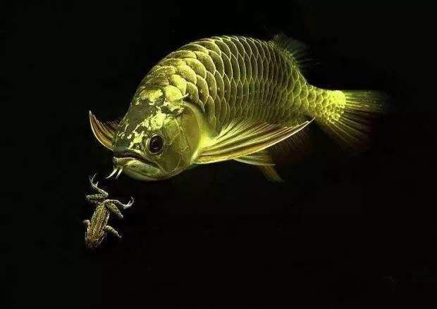 紅龍魚翹頭好還是平頭好【如何挑選高品質的紅龍魚】