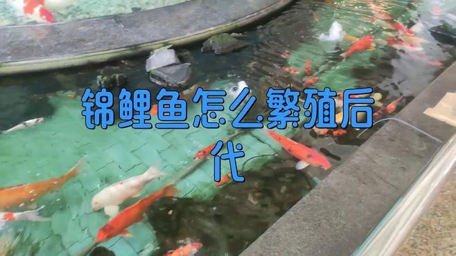 龍鳳錦鯉的繁殖方法【錦鯉繁殖全過程揭秘】