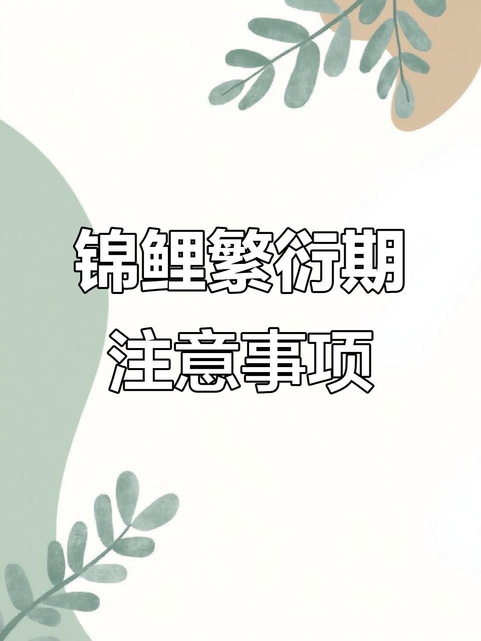 龍鳳錦鯉的繁殖方法【錦鯉繁殖全過程揭秘】