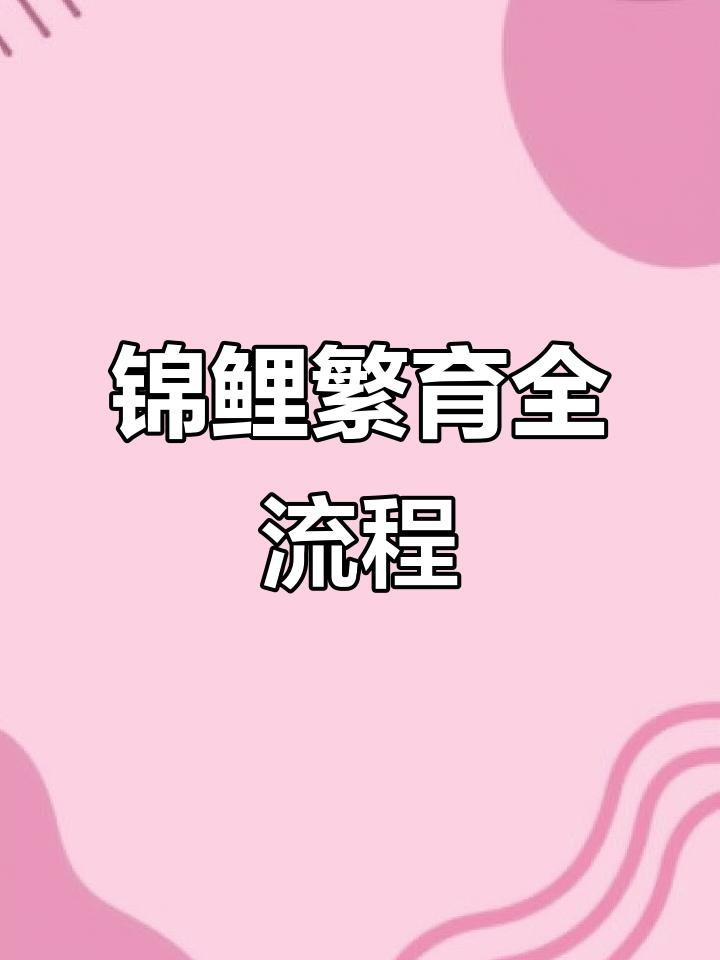 龍鳳錦鯉的繁殖方法【錦鯉繁殖全過程揭秘】