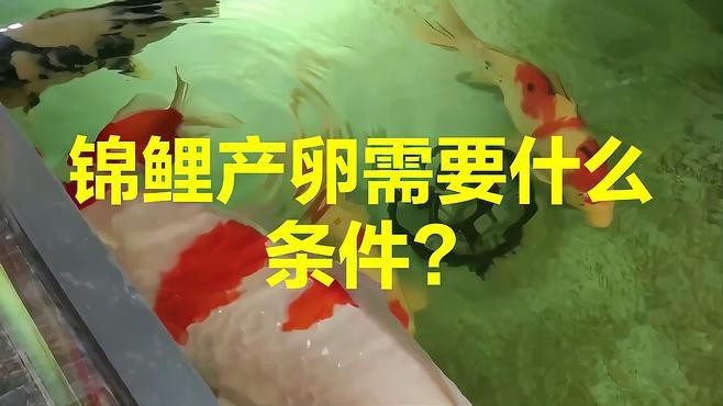 龍鳳錦鯉的繁殖方法【錦鯉繁殖全過程揭秘】