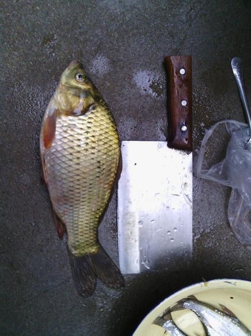 鯉鯽魚圖片【貴州男子釣上13斤鯽魚網友：這種鯉鯽狗都嫌】