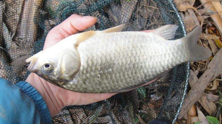 鯉鯽魚圖片【貴州男子釣上13斤鯽魚網友：這種鯉鯽狗都嫌】