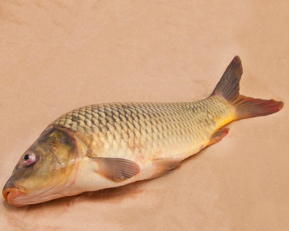 鯉鯽魚圖片【貴州男子釣上13斤鯽魚網友：這種鯉鯽狗都嫌】