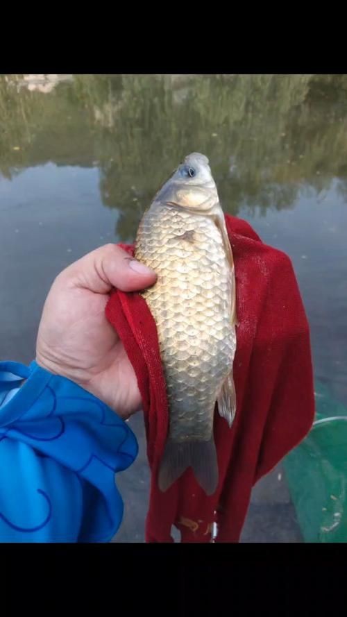 鯉鯽魚圖片【貴州男子釣上13斤鯽魚網友：這種鯉鯽狗都嫌】