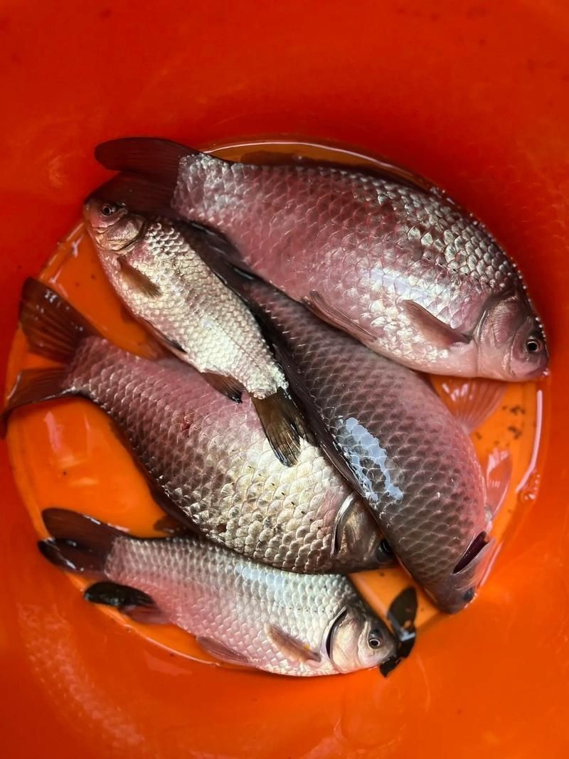 鯉鯽魚圖片【貴州男子釣上13斤鯽魚網友：這種鯉鯽狗都嫌】
