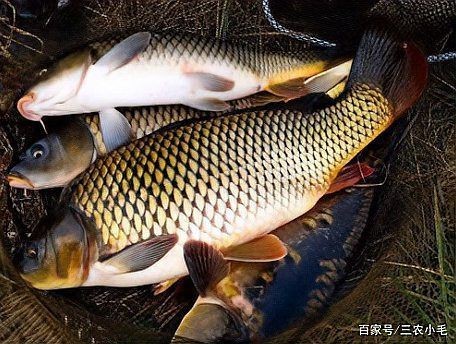 鯉鯽魚圖片【貴州男子釣上13斤鯽魚網友：這種鯉鯽狗都嫌】