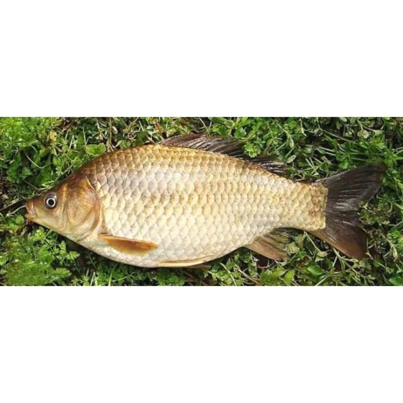鯉鯽魚圖片【貴州男子釣上13斤鯽魚網友：這種鯉鯽狗都嫌】