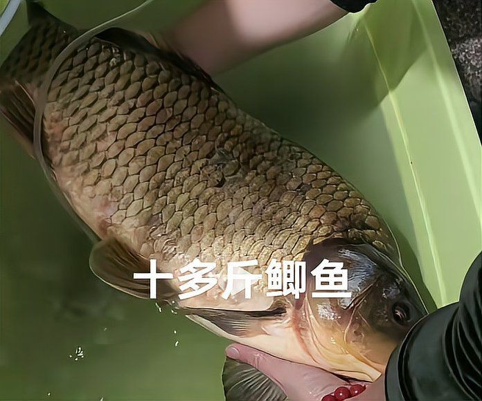 鯉鯽魚圖片【貴州男子釣上13斤鯽魚網友：這種鯉鯽狗都嫌】