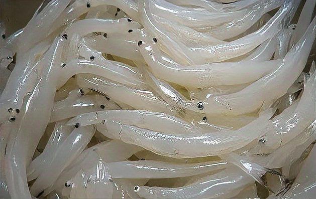 河里一種很小透明的魚【關(guān)于河流中常見透明小魚的詳細(xì)介紹】