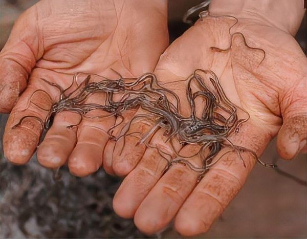 河里一種很小透明的魚【關(guān)于河流中常見透明小魚的詳細(xì)介紹】