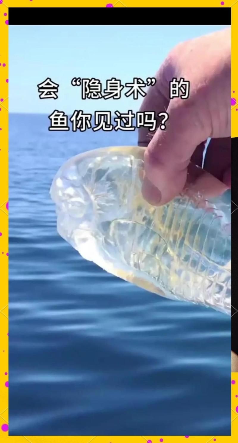 河里一種很小透明的魚【關(guān)于河流中常見透明小魚的詳細(xì)介紹】