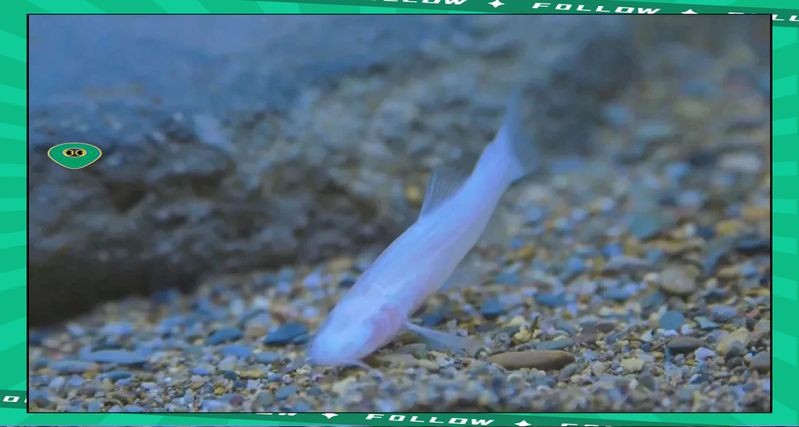 河里一種很小透明的魚【關(guān)于河流中常見透明小魚的詳細(xì)介紹】