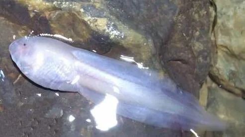河里一種很小透明的魚【關(guān)于河流中常見透明小魚的詳細(xì)介紹】