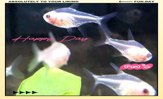 河里一種很小透明的魚【關(guān)于河流中常見透明小魚的詳細(xì)介紹】