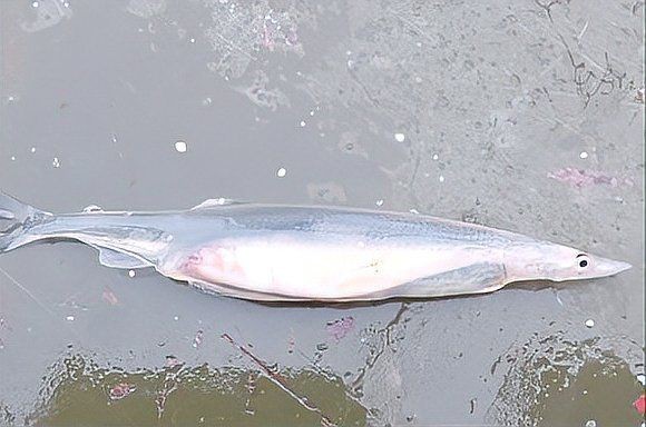 河里一種很小透明的魚【關(guān)于河流中常見透明小魚的詳細(xì)介紹】