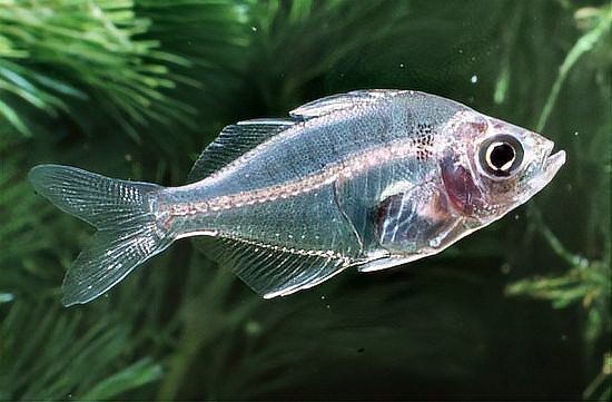 河里一種很小透明的魚【關(guān)于河流中常見透明小魚的詳細(xì)介紹】