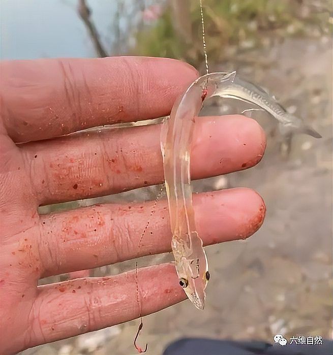 河里一種很小透明的魚【關(guān)于河流中常見透明小魚的詳細(xì)介紹】