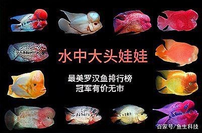 羅漢魚最不值錢排名
