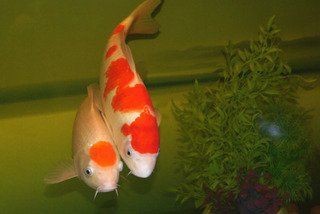 風水龍魚養幾條好旺財【龍魚養殖數量與風水含義、品種選擇、擺放位置及混養策略】