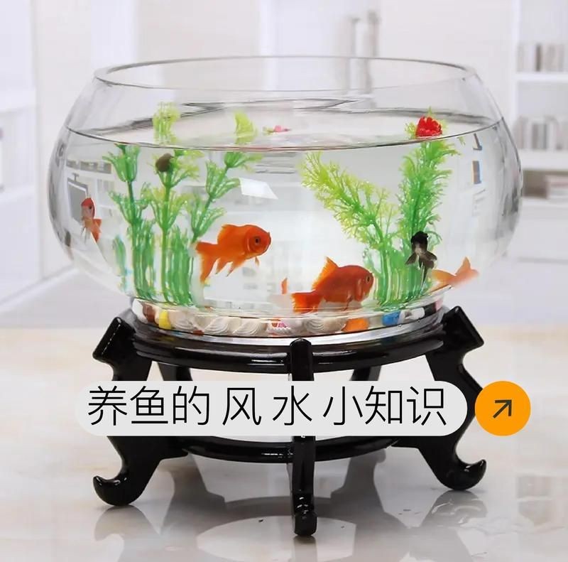 風水龍魚養幾條好旺財【龍魚養殖數量與風水含義、品種選擇、擺放位置及混養策略】