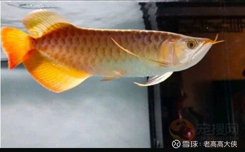 龍魚價格走勢如何【20公分左右的龍魚一般多少錢】