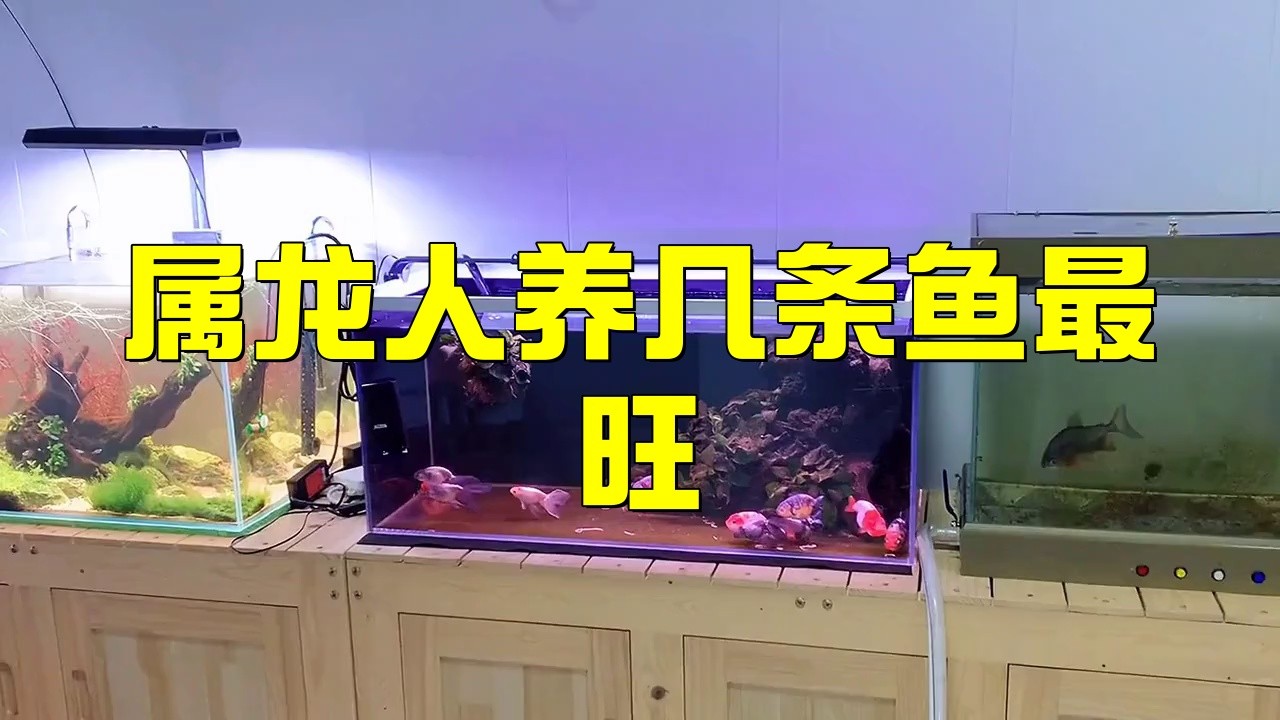 龍人一般養幾條魚最好【屬龍人養魚的數量選擇需綜合五行屬性、風水理論及個人命理】