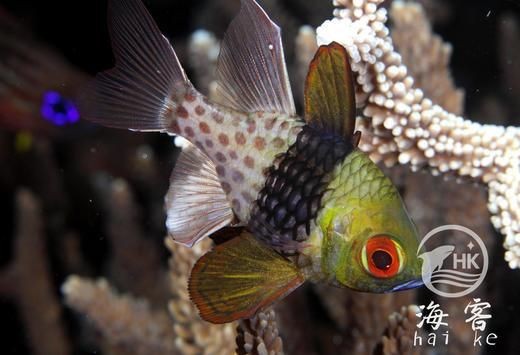 紅眼玫瑰魚【珊瑚礁中的紅眼玫瑰魚】 龍魚論壇 第3張 紅眼玫瑰魚【珊瑚礁中的紅眼玫瑰魚】 紅眼玫瑰魚【珊瑚礁中的紅眼玫瑰魚】 龍魚論壇 第3張