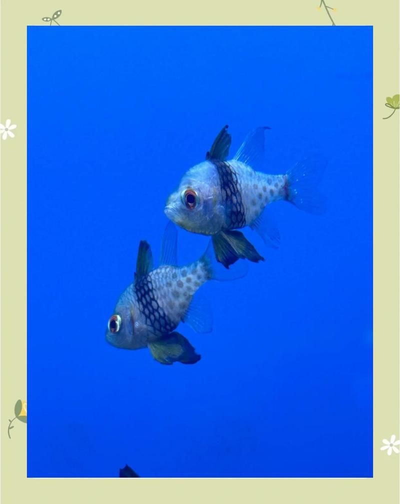 紅眼玫瑰魚【珊瑚礁中的紅眼玫瑰魚】 龍魚論壇 第4張 紅眼玫瑰魚【珊瑚礁中的紅眼玫瑰魚】 紅眼玫瑰魚【珊瑚礁中的紅眼玫瑰魚】 龍魚論壇 第4張
