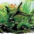 紅眼玫瑰魚【珊瑚礁中的紅眼玫瑰魚】 龍魚論壇 第9張 紅眼玫瑰魚【珊瑚礁中的紅眼玫瑰魚】 紅眼玫瑰魚【珊瑚礁中的紅眼玫瑰魚】 龍魚論壇 第9張