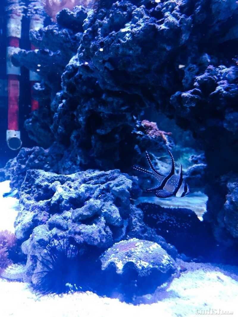 紅眼玫瑰魚【珊瑚礁中的紅眼玫瑰魚】 龍魚論壇 第8張 紅眼玫瑰魚【珊瑚礁中的紅眼玫瑰魚】 紅眼玫瑰魚【珊瑚礁中的紅眼玫瑰魚】 龍魚論壇 第8張