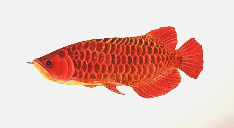 龍魚的隱喻和象征【龍魚的文化隱喻與象征意義探析龍魚的文化隱喻與象征意義】 龍魚的隱喻和象征【龍魚的文化隱喻與象征意義探析龍魚的文化隱喻與象征意義】 龍魚論壇 第6張