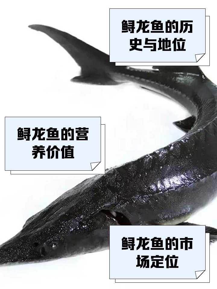 福龍王龍魚屬于什么檔次【福龍王龍魚檔次與價值在觀賞魚領域堪稱金字塔尖的存在】