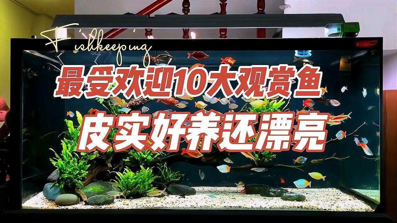 十大最好養的觀賞魚【十大最適合新手養的十大觀賞魚,爆缸王孔雀魚上榜!】