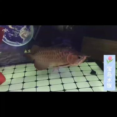 新河龍魚店【如何挑選健康的龍魚】