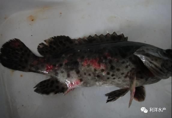 立達(dá)金龍魚代理的加盟條件是什么？，立達(dá)金龍魚代理加盟條件通常包括以下幾點以下幾點
