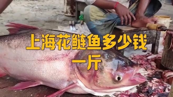 花鰱市場價多少錢一斤【2025年8月4日全國主要批發(fā)市場花鰱價格行情走勢】