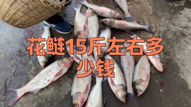 花鰱市場價多少錢一斤【2025年8月4日全國主要批發(fā)市場花鰱價格行情走勢】
