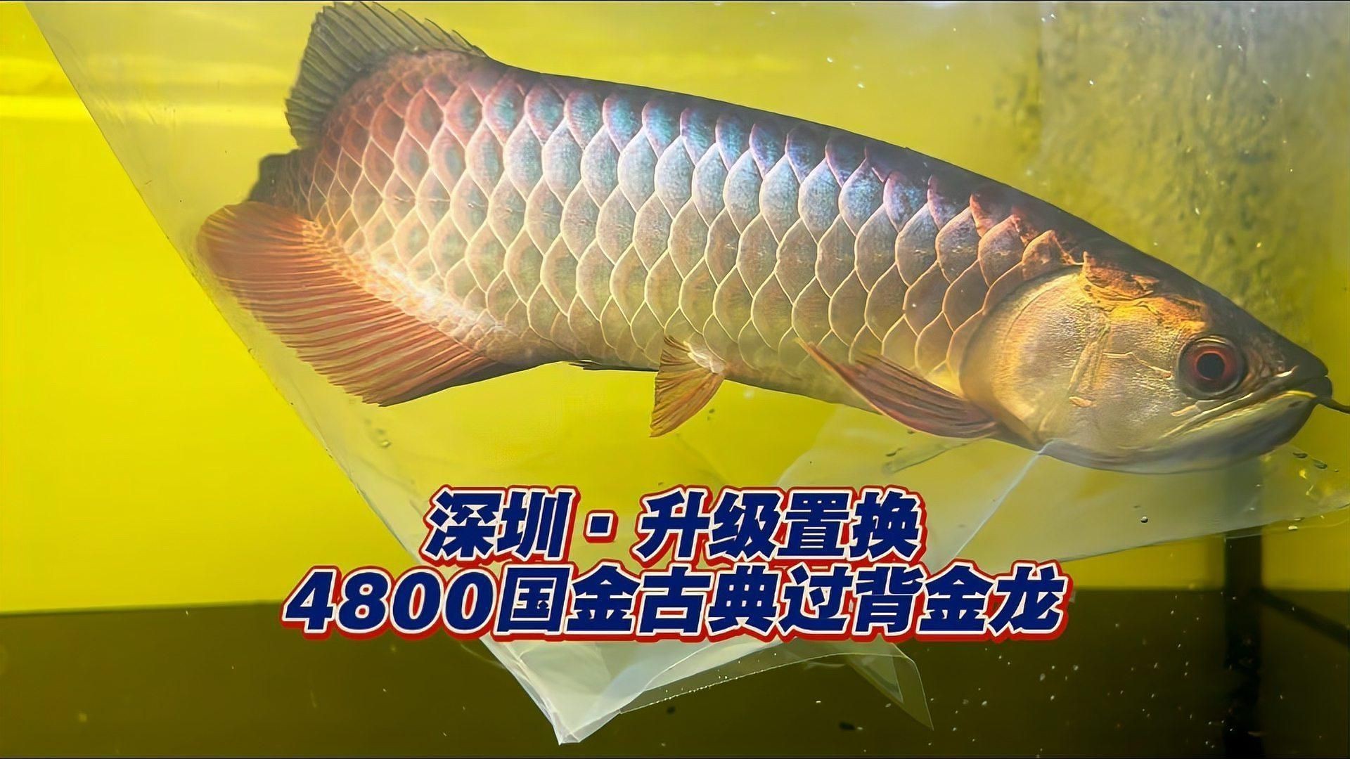 賽級古典過背金龍質量怎么樣【賽級古典過背金龍】