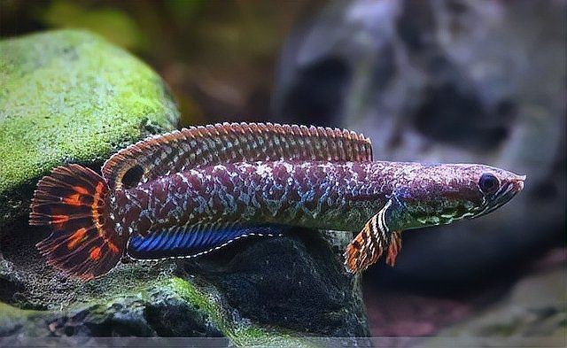 哪些食物對龍魚外寄有防治作用？【channableheri布氏鱧養護指南】 哪些食物對龍魚外寄有防治作用？【channableheri布氏鱧養護指南】 龍魚百科 第1張
